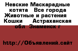 Невские Маскарадные котята - Все города Животные и растения » Кошки   . Астраханская обл.,Знаменск г.